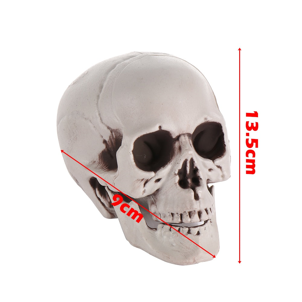 SIX - Realistic Skull Decoration