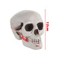 SIX - Realistic Skull Decoration